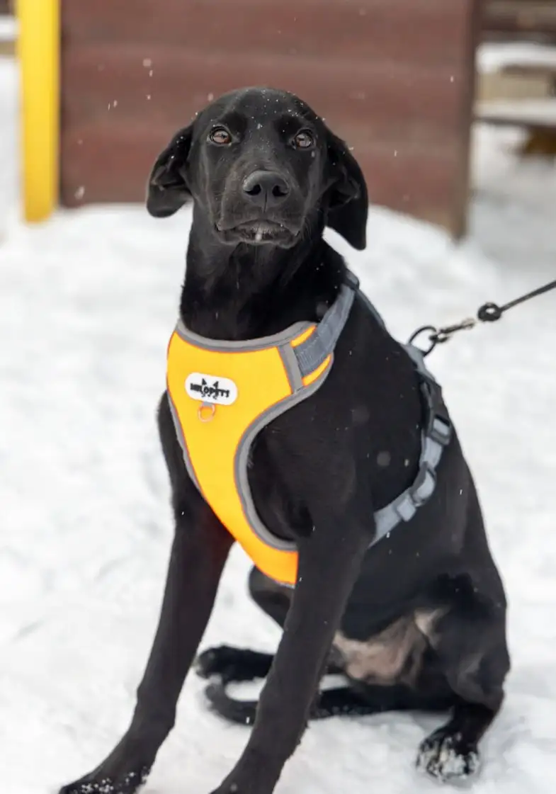 Щенок Лора в поиске дома - Собаки (Животные) в Москва