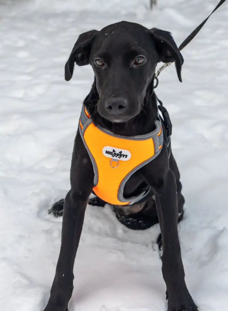 Щенок Лора в поиске дома - Собаки (Животные) в Москва