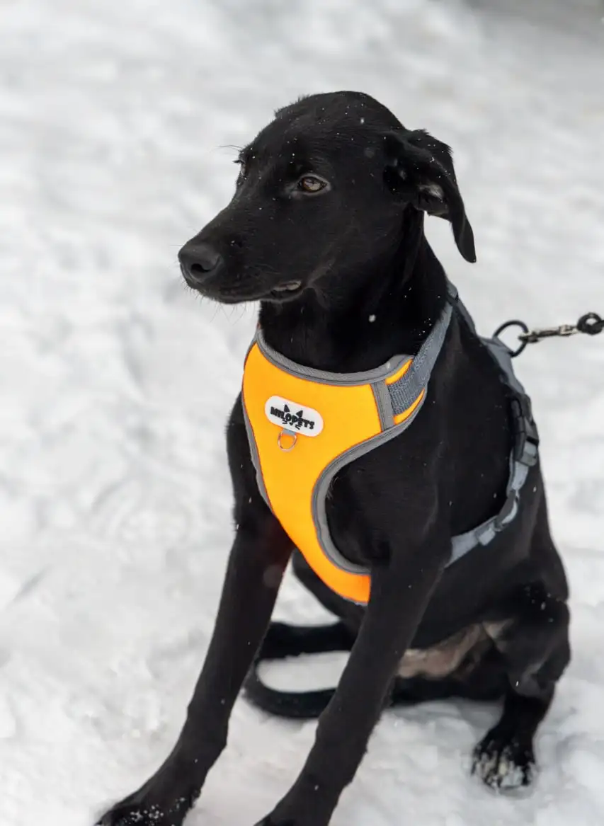 Щенок Лора в поиске дома - Собаки (Животные) в Москва