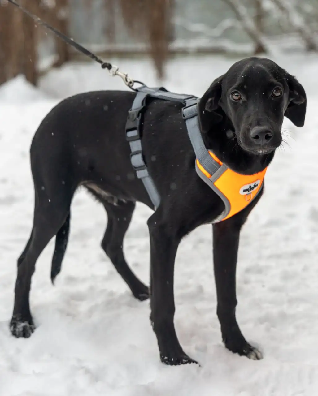 Щенок Лора в поиске дома - Собаки (Животные) в Москва