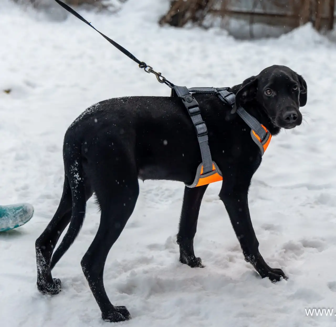 Щенок Лора в поиске дома - Собаки (Животные) в Москва