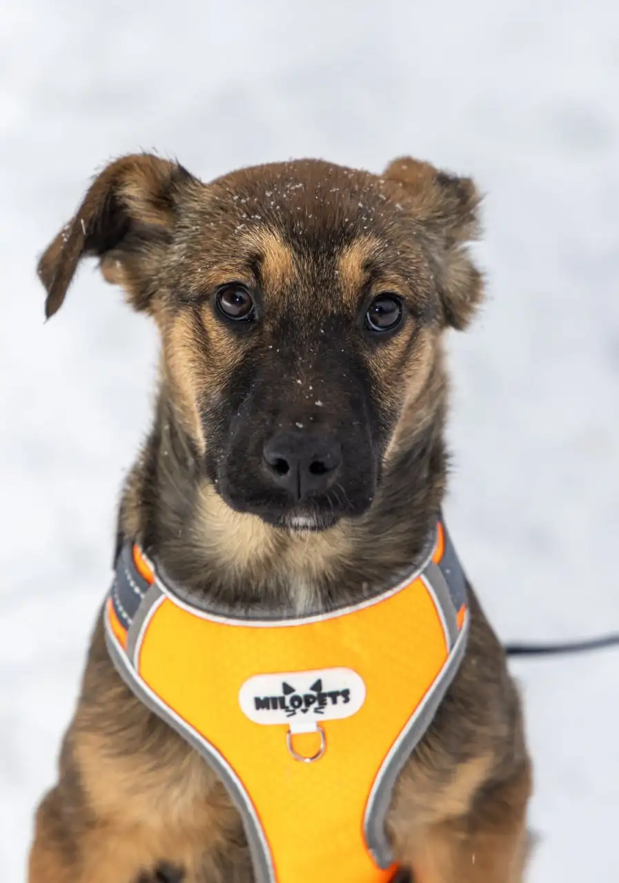 Щенок бакса ищет дом в Москве - Собаки (Животные) в Москва
