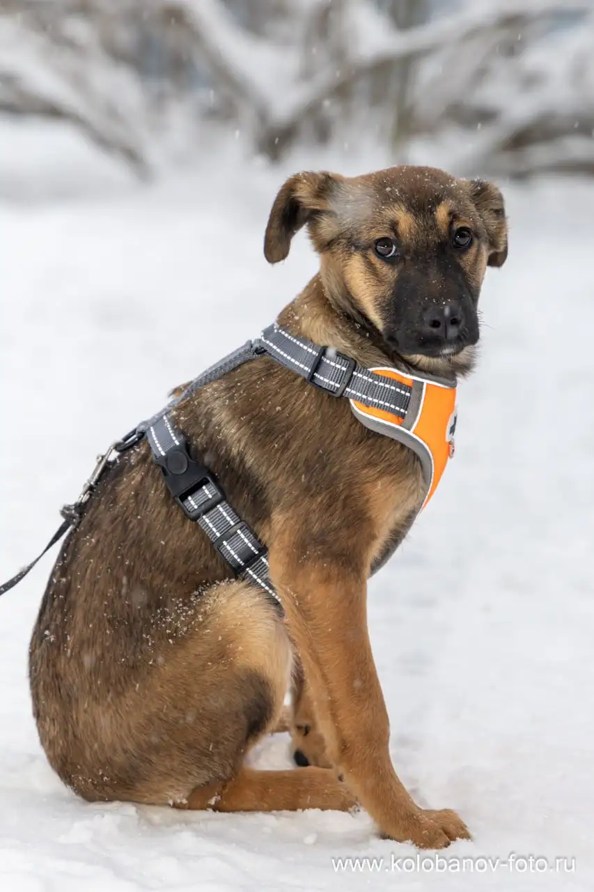 Щенок бакса ищет дом в Москве - Собаки (Животные) в Москва