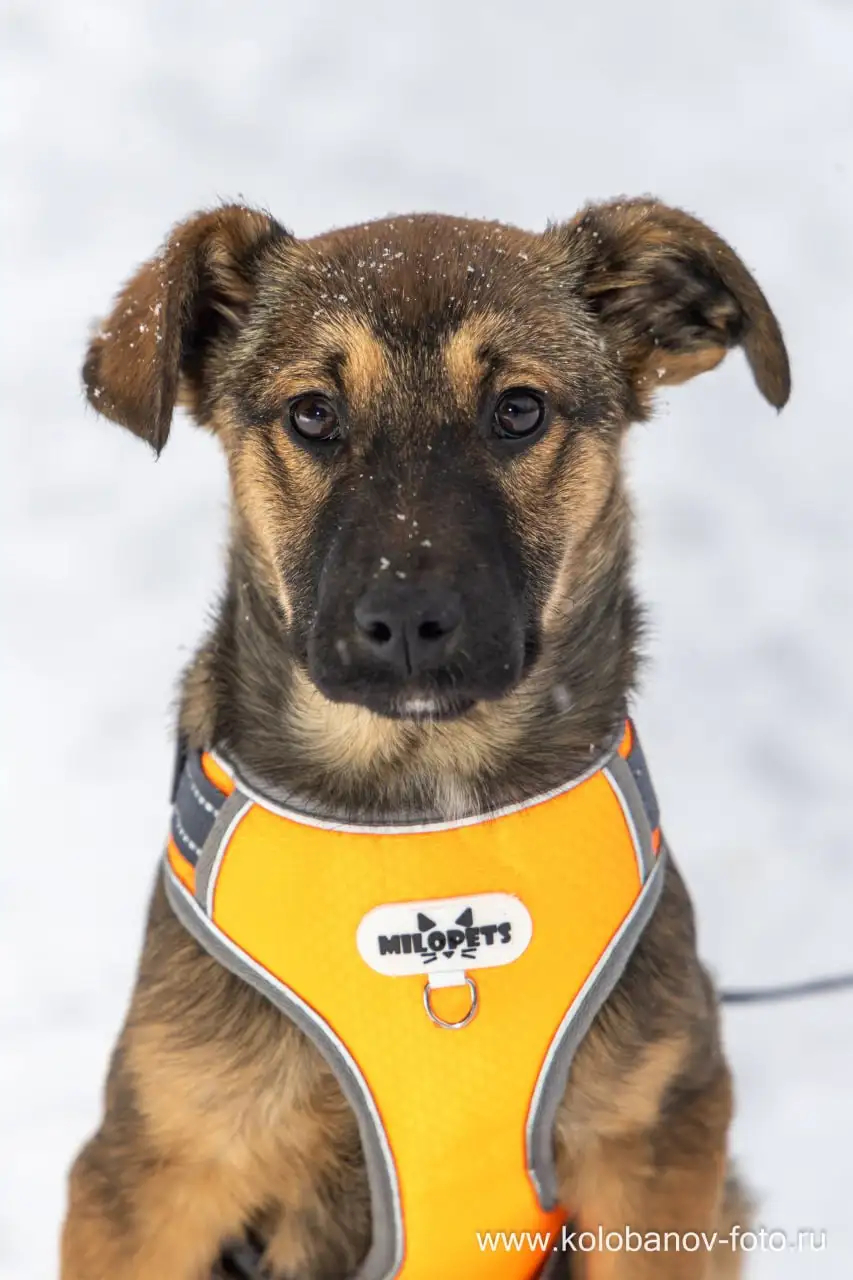 Щенок бакса ищет дом в Москве - Собаки (Животные) в Москва