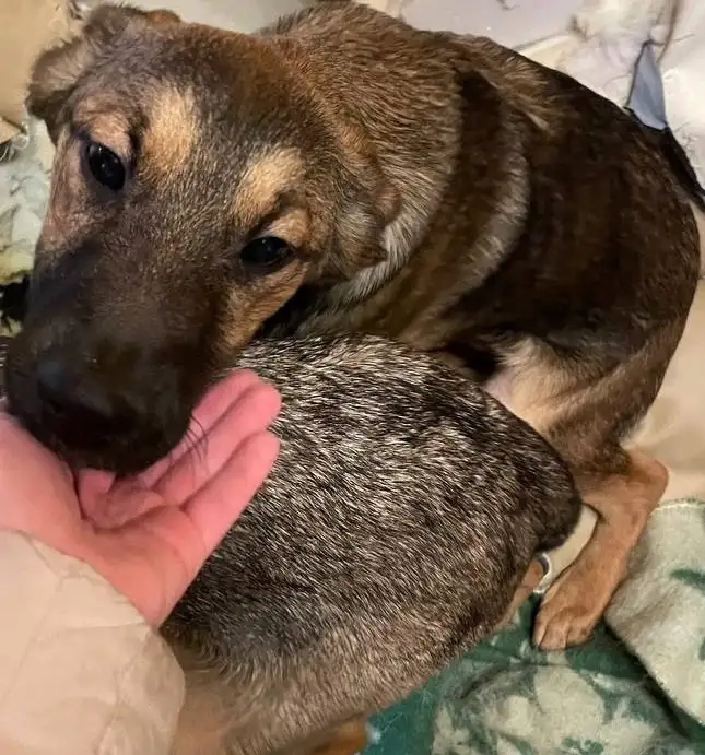 Щенок бакса ищет дом в Москве - Собаки (Животные) в Москва