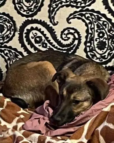 Щенок бакса ищет дом в Москве - Собаки (Животные) в Москва