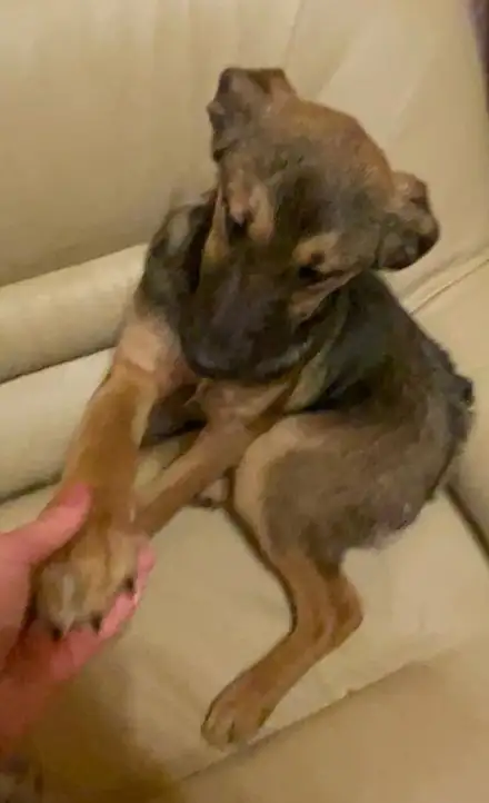 Щенок бакса ищет дом в Москве - Собаки (Животные) в Москва