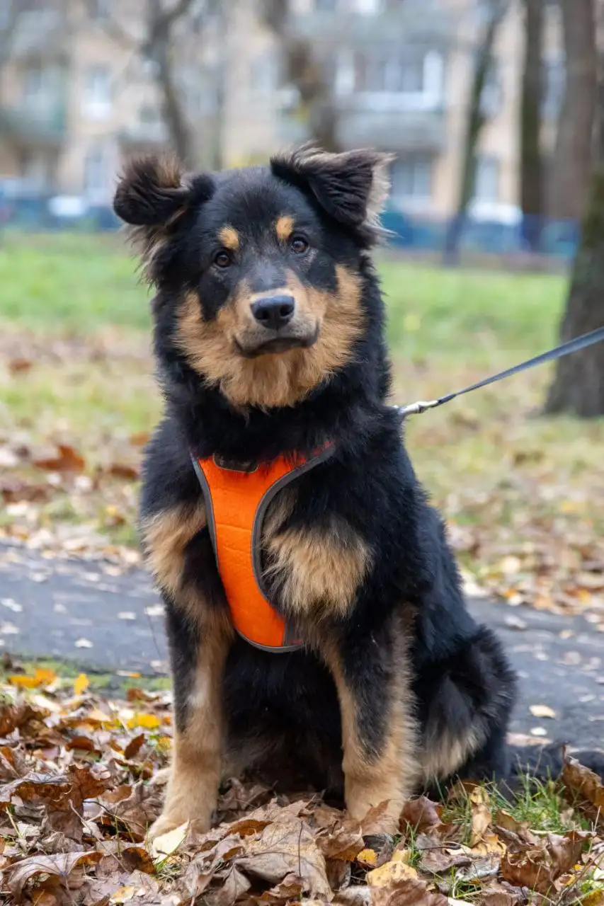 Собака Лина метис Ховаварт ищет семью - Собаки (Животные) в Мытищи