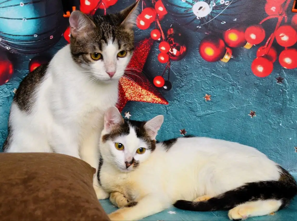 Ищем добрые руки для котят в Москве и МО - Кошки (Животные) в Москва