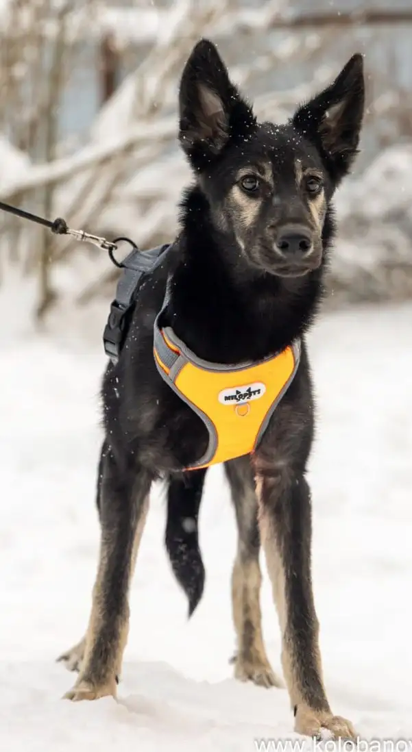 Щенок Гросс ищет семью в Москве - Собаки (Животные) в Москва