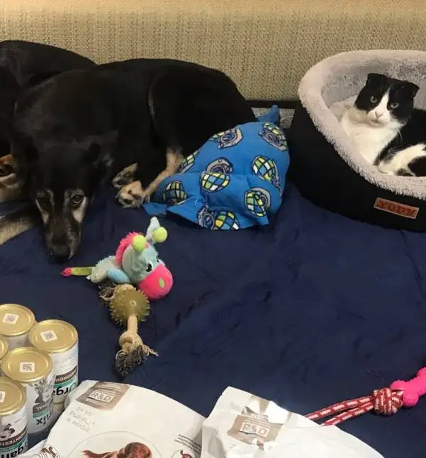 Щенок Гросс ищет семью в Москве - Собаки (Животные) в Москва