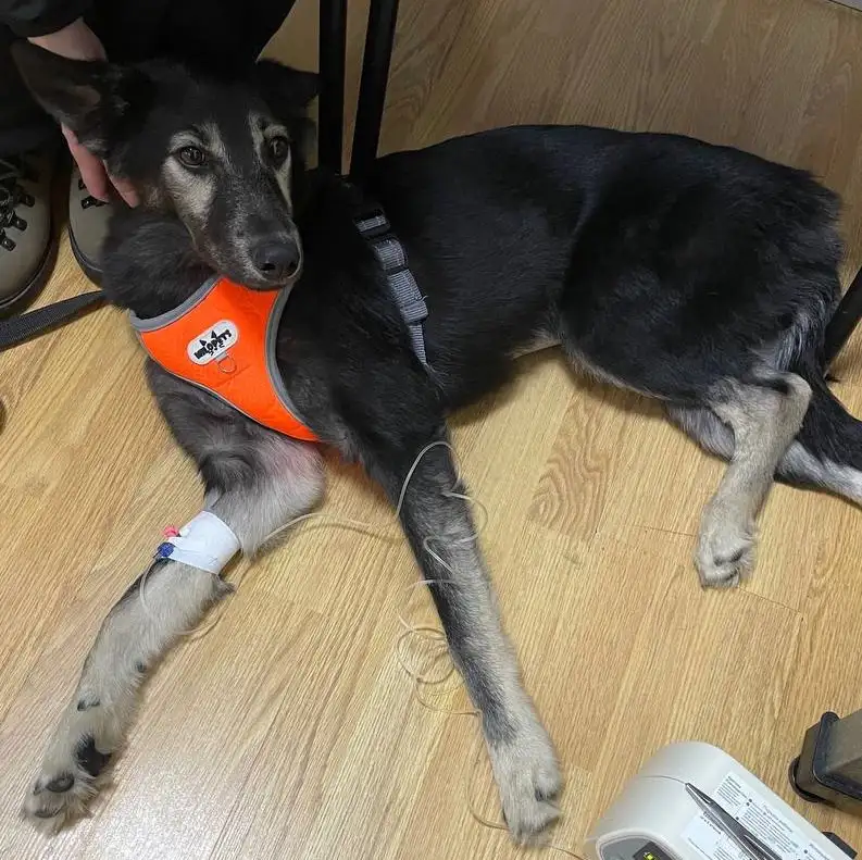 Щенок Гросс ищет семью в Москве - Собаки (Животные) в Москва