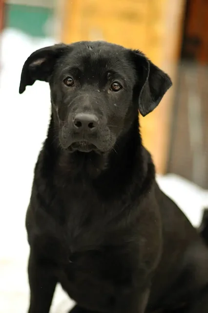 Грей — ваш будущий верный страж и преданный друг - частное объявление в Яхрома