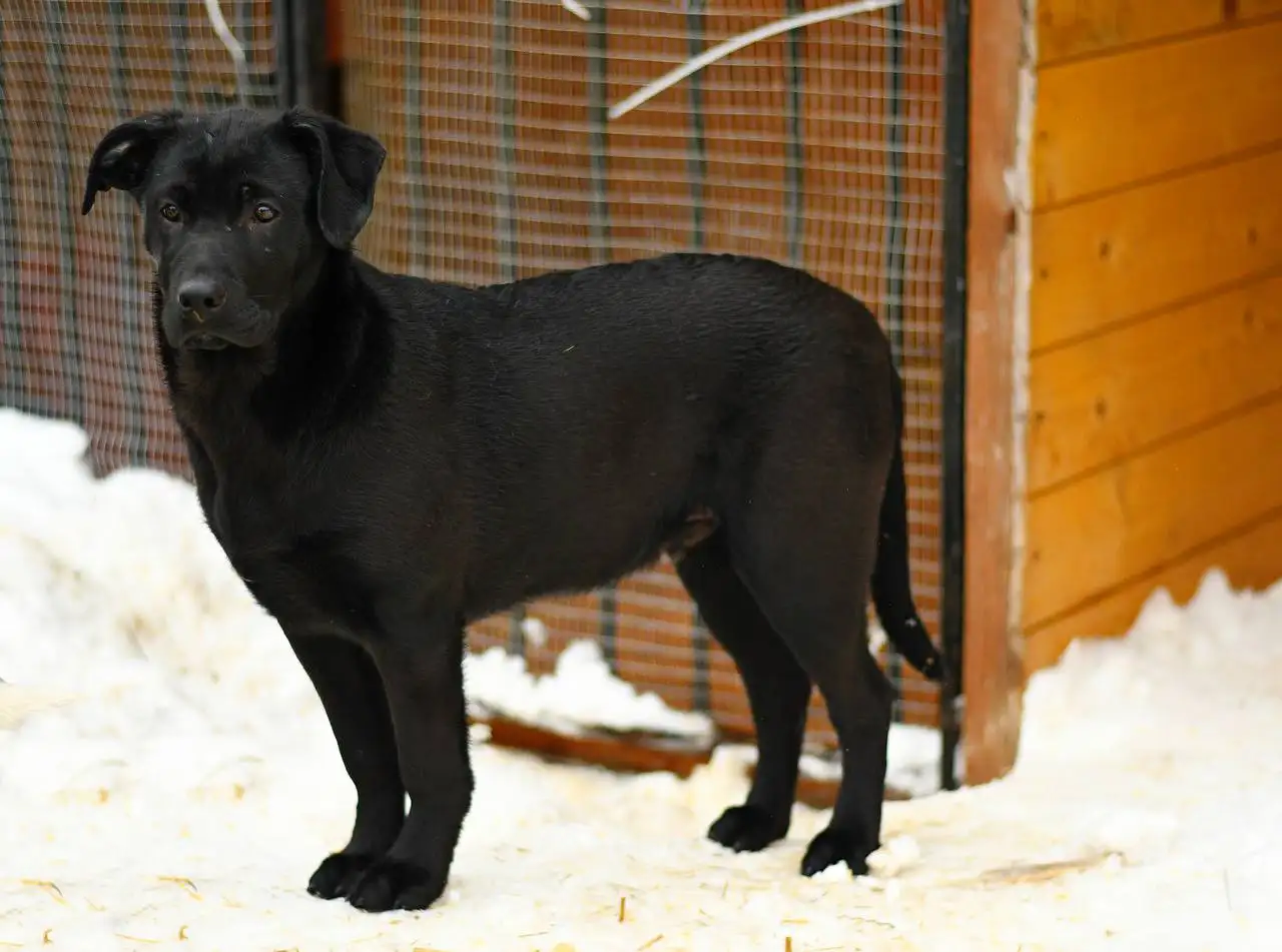 Грей — ваш будущий верный страж и преданный друг - Собаки (Животные) в Яхрома