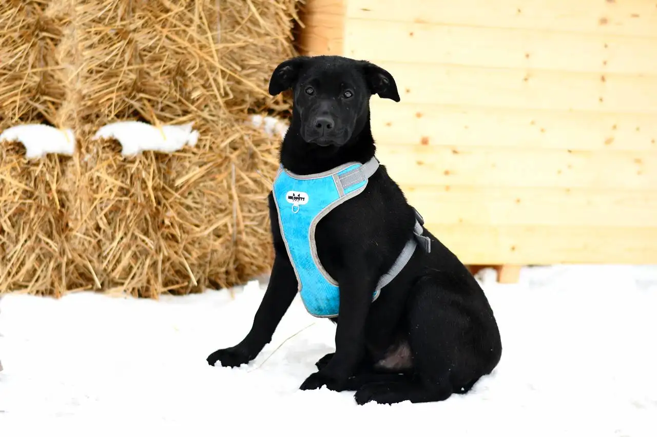 Грей — ваш будущий верный страж и преданный друг - Собаки (Животные) в Яхрома