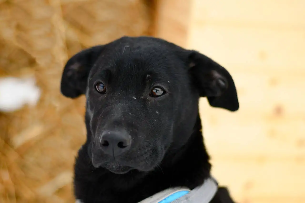Грей — ваш будущий верный страж и преданный друг - Собаки (Животные) в Яхрома