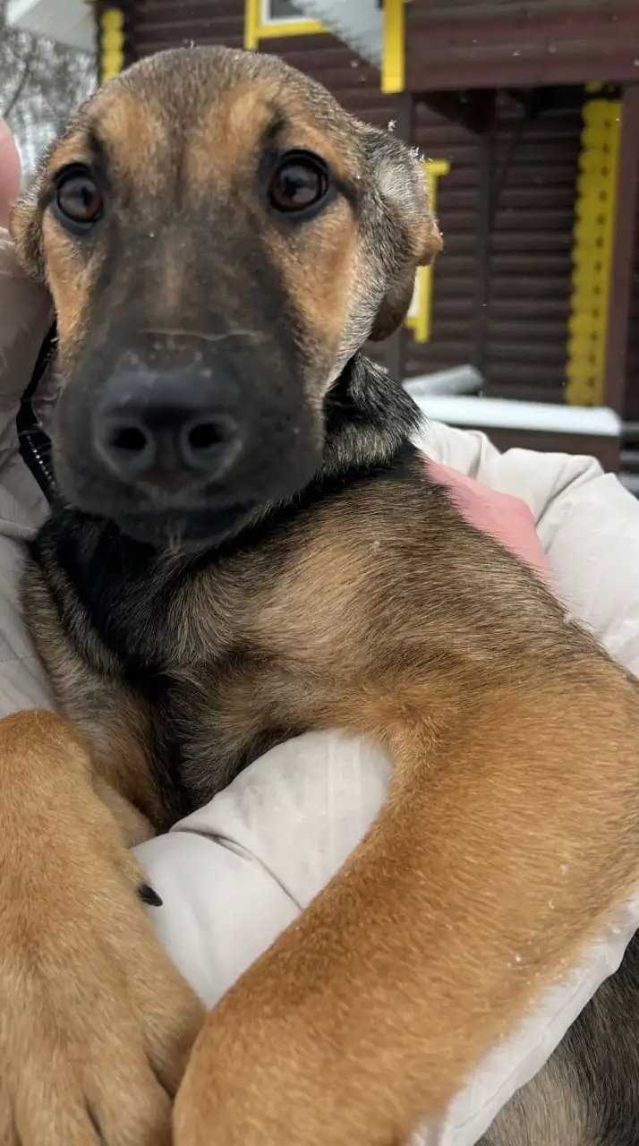 Щенки Грета и Бакс ищут дом - Собаки (Животные) в Москва