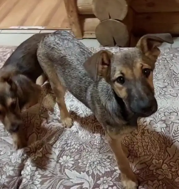 Щенки Грета и Бакс ищут дом - Собаки (Животные) в Москва