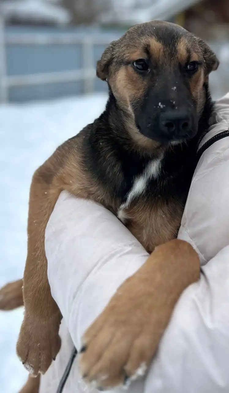 Щенки Грета и Бакс ищут дом - Собаки (Животные) в Москва