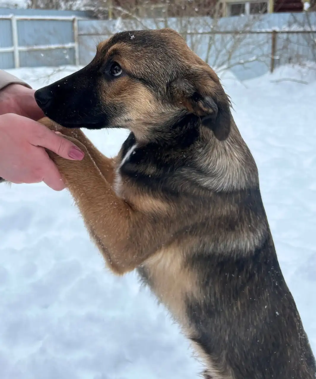 Щенки Грета и Бакс ищут дом - Собаки (Животные) в Москва