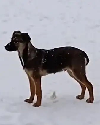 Щенки Грета и Бакс ищут дом - Собаки (Животные) в Москва