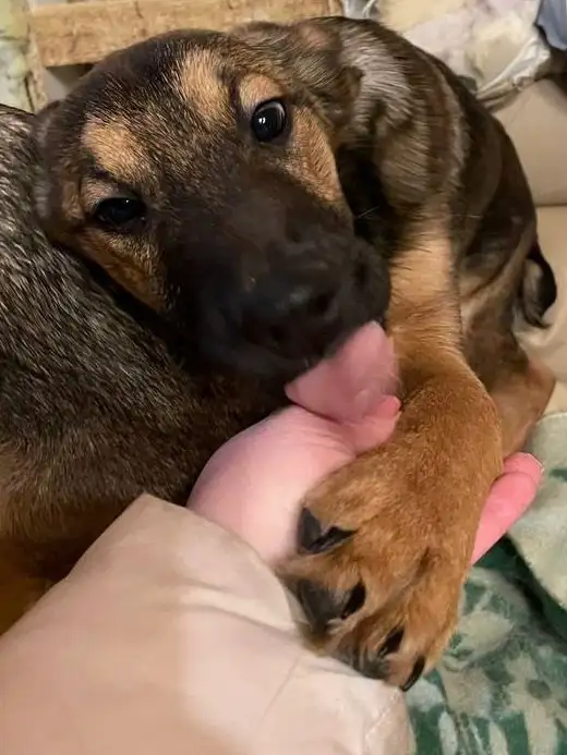 Щенки Грета и Бакс ищут дом - Собаки (Животные) в Москва