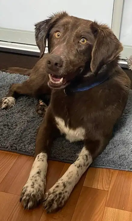 Ищет дом или передержку собака Каштанка - Собаки (Животные) в Москва