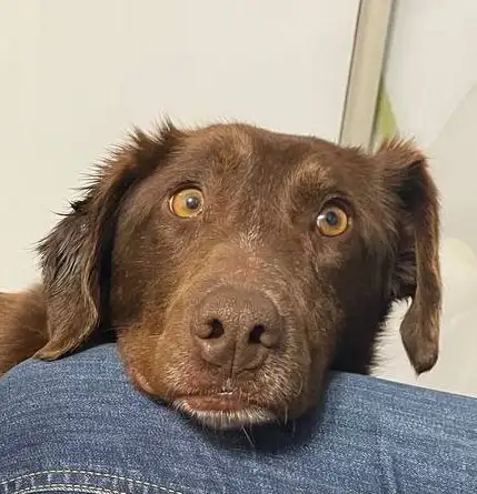 Ищет дом или передержку собака Каштанка - Собаки (Животные) в Москва