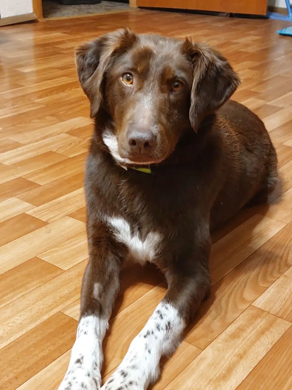 Ищет дом или передержку собака Каштанка - Собаки (Животные) в Москва