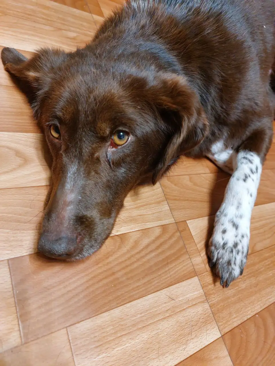 Ищет дом или передержку собака Каштанка - Собаки (Животные) в Москва