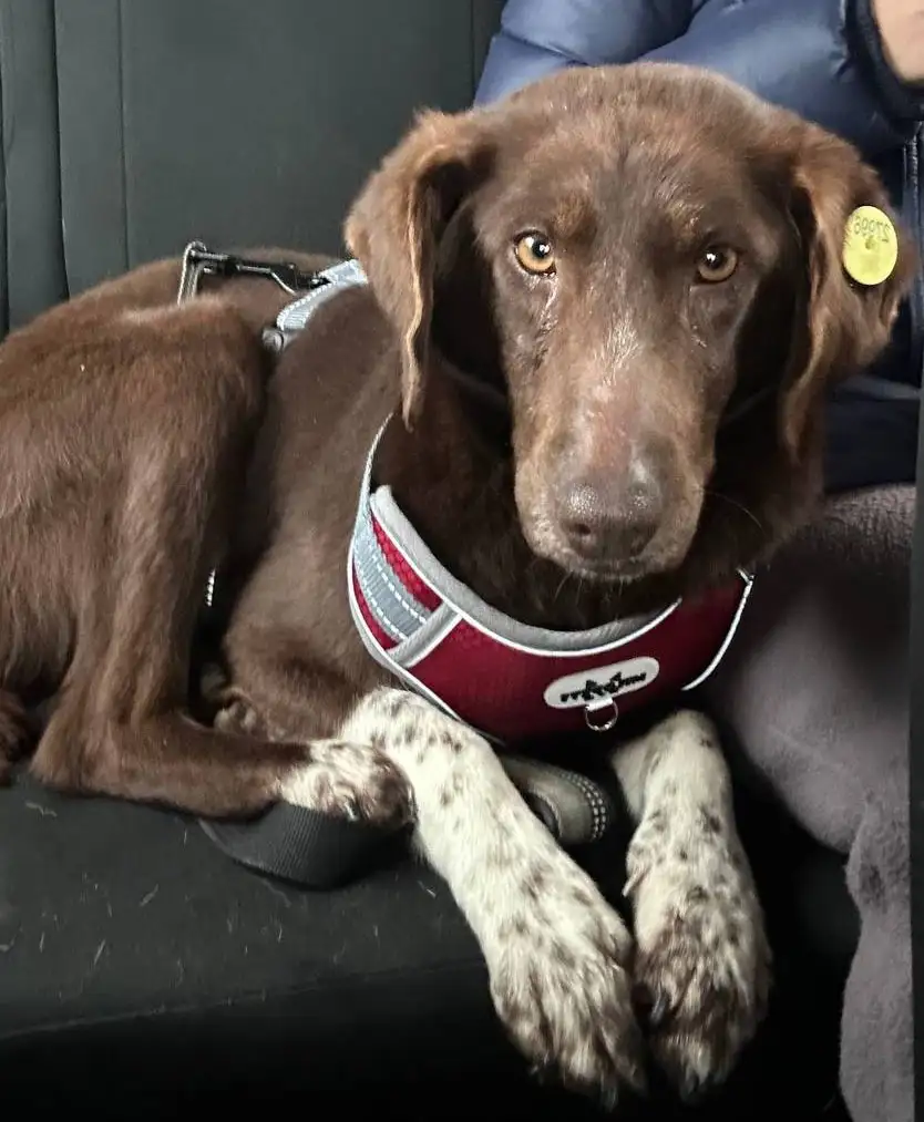 Ищет дом или передержку собака Каштанка - Собаки (Животные) в Москва