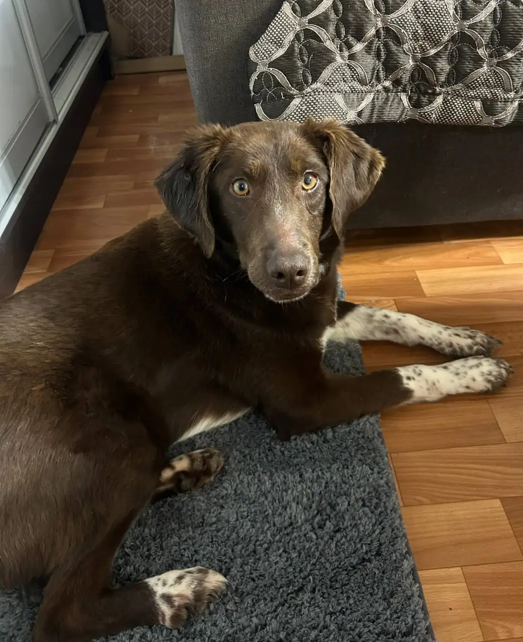 Ищет дом или передержку собака Каштанка - Собаки (Животные) в Москва