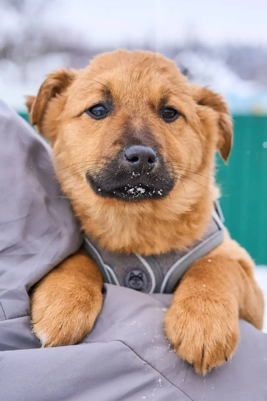 Щенки Адель и Есения ищут дом - Собаки (Животные) в Яхрома