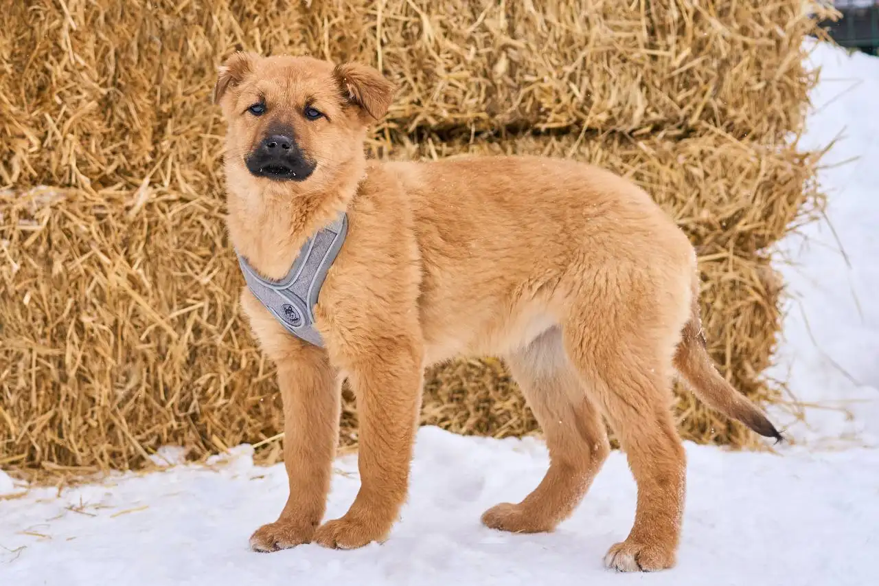 Щенки Адель и Есения ищут дом - Собаки (Животные) в Яхрома