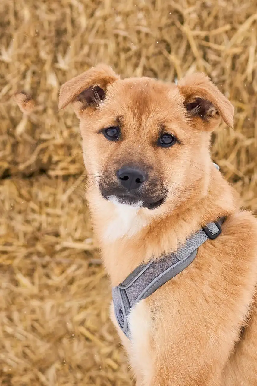 Щенки Адель и Есения ищут дом - Собаки (Животные) в Яхрома
