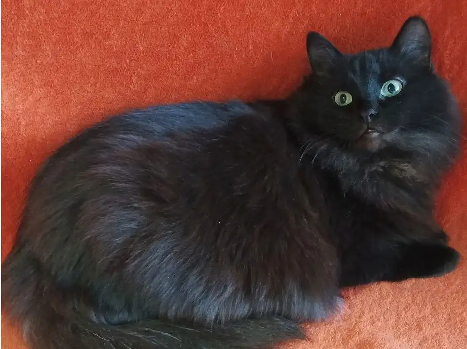 Кошка Плюша и её сестра Нюша в Москве и Подмосковье - Кошки (Животные) в Москва