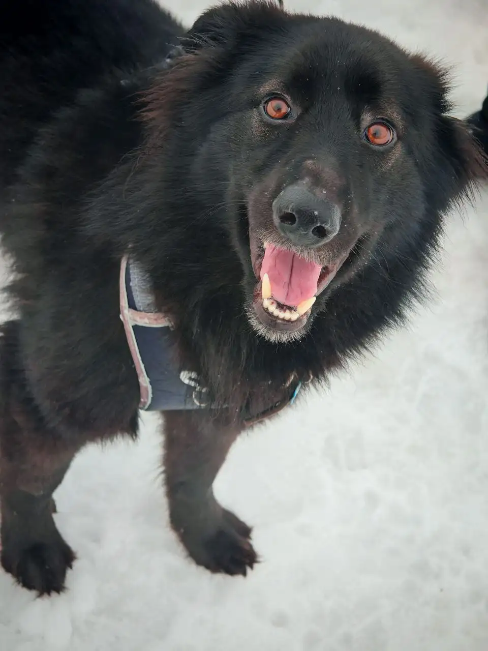 Ищет дом молодой кобель Черныш - Собаки (Животные) в Москва