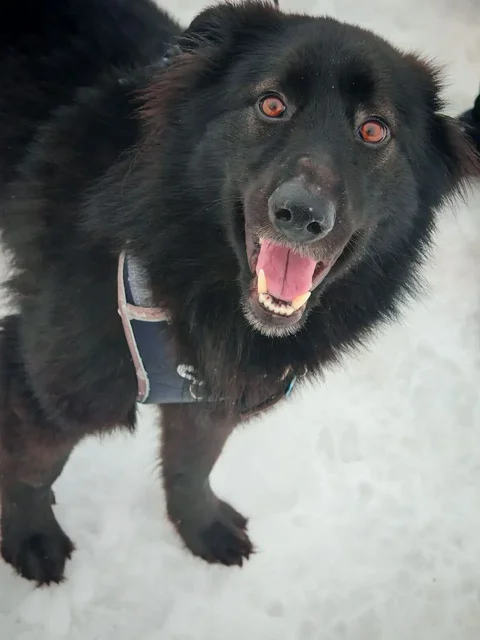 Ищет дом молодой кобель Черныш - Собаки в Москва