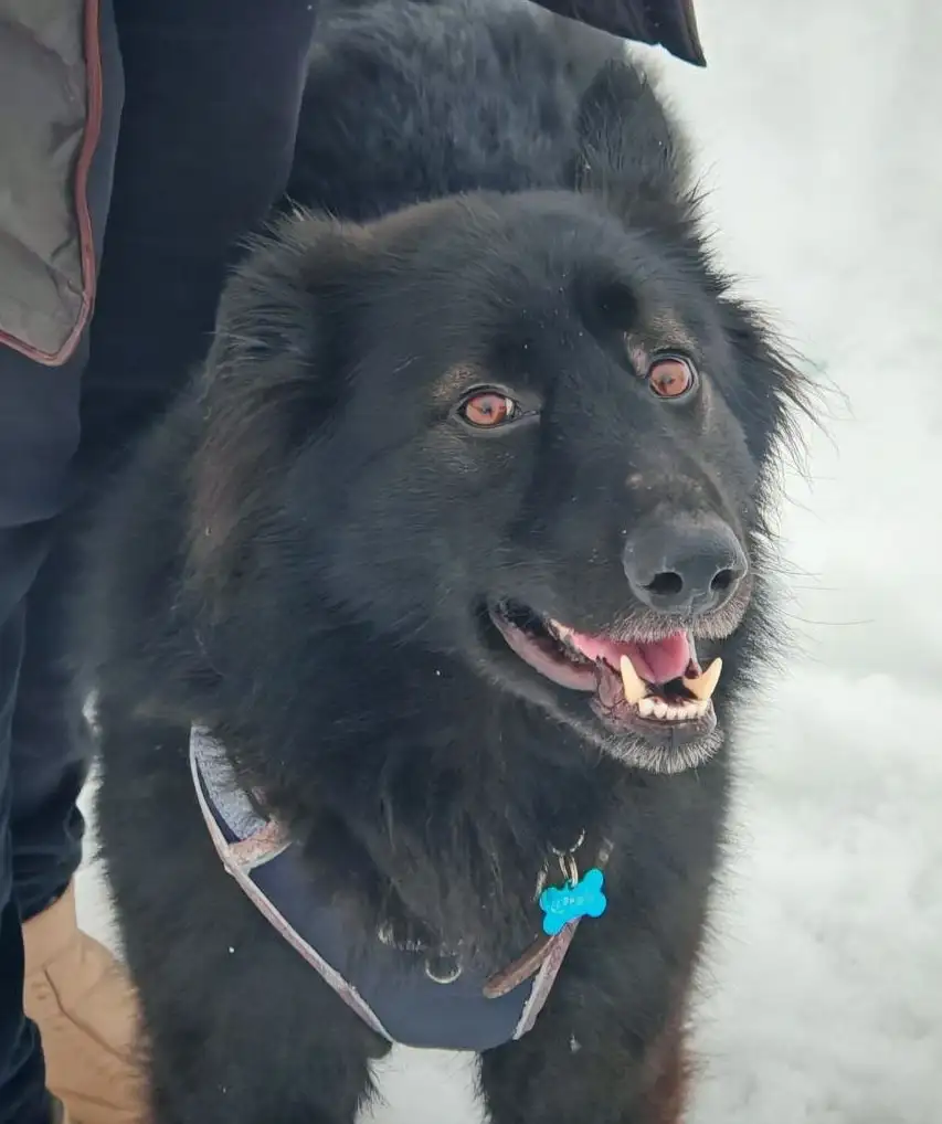 Ищет дом молодой кобель Черныш - Собаки (Животные) в Москва