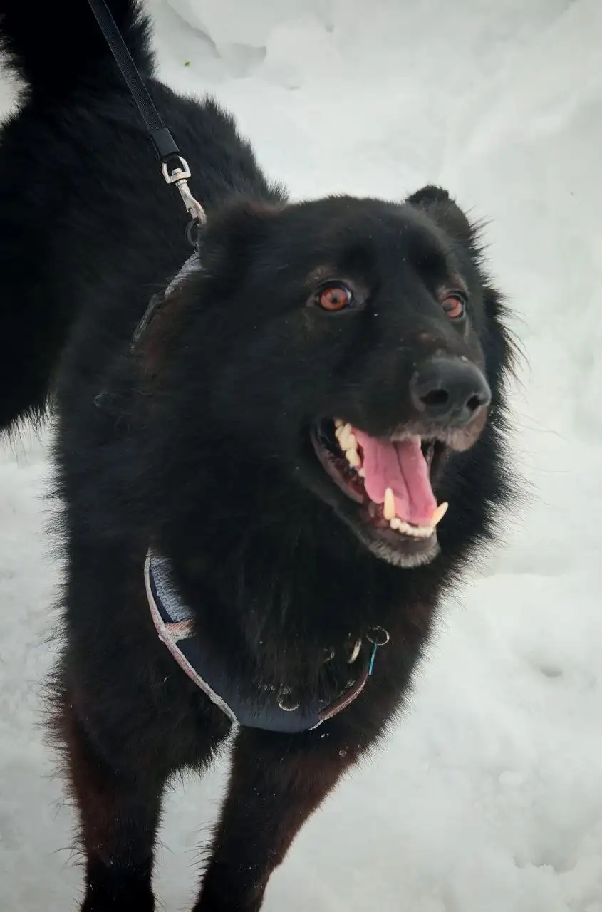 Ищет дом молодой кобель Черныш - Собаки (Животные) в Москва