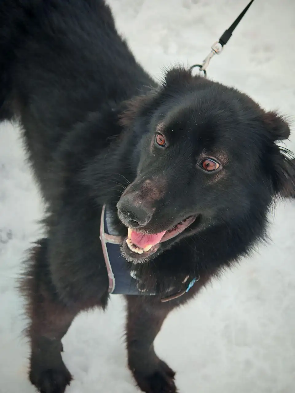 Ищет дом молодой кобель Черныш - Собаки (Животные) в Москва