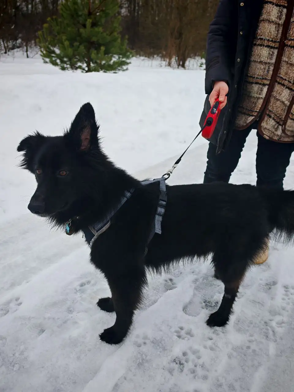 Ищет дом молодой кобель Черныш - Собаки (Животные) в Москва