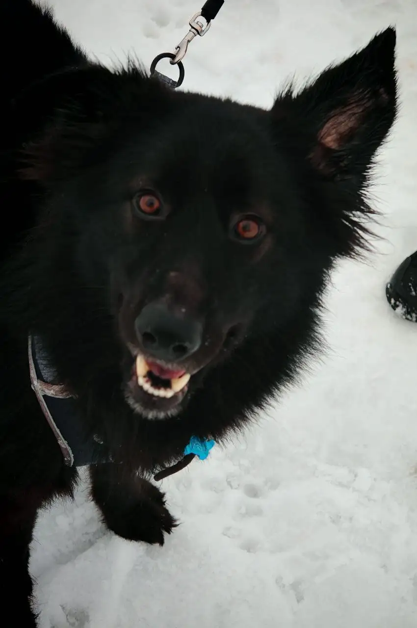 Ищет дом молодой кобель Черныш - Собаки (Животные) в Москва