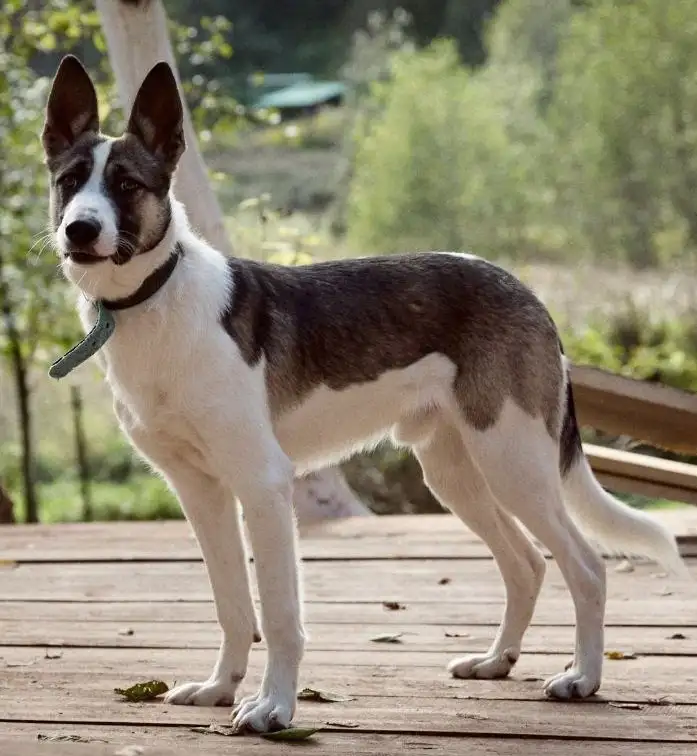 Бэтмен ищет хозяев в Москве - Собаки (Животные) в Москва