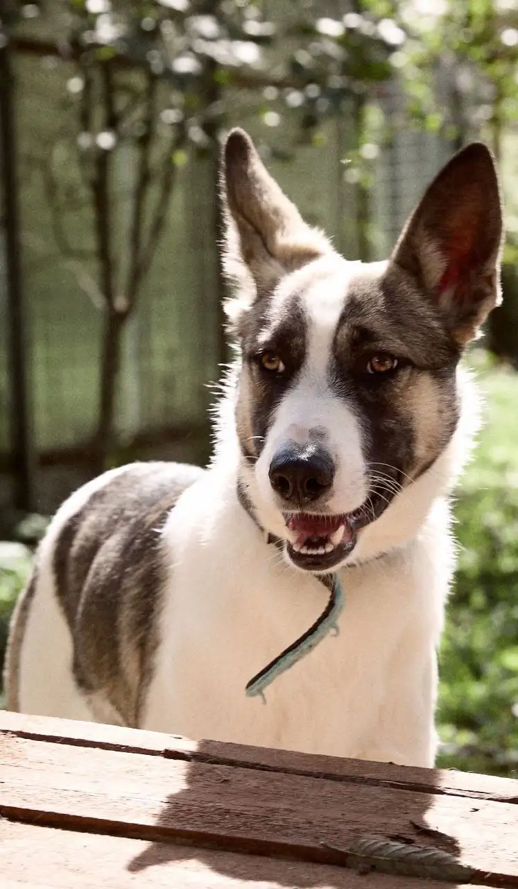 Бэтмен ищет хозяев в Москве - Собаки (Животные) в Москва