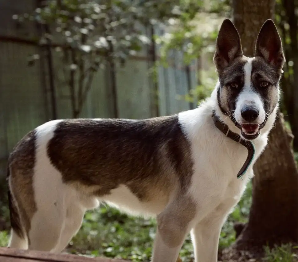 Бэтмен ищет хозяев в Москве - Собаки (Животные) в Москва