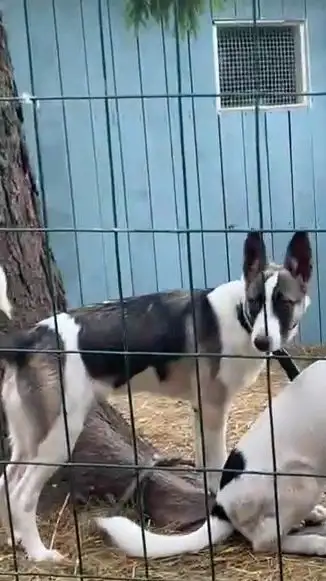 Бэтмен ищет хозяев в Москве - Собаки (Животные) в Москва