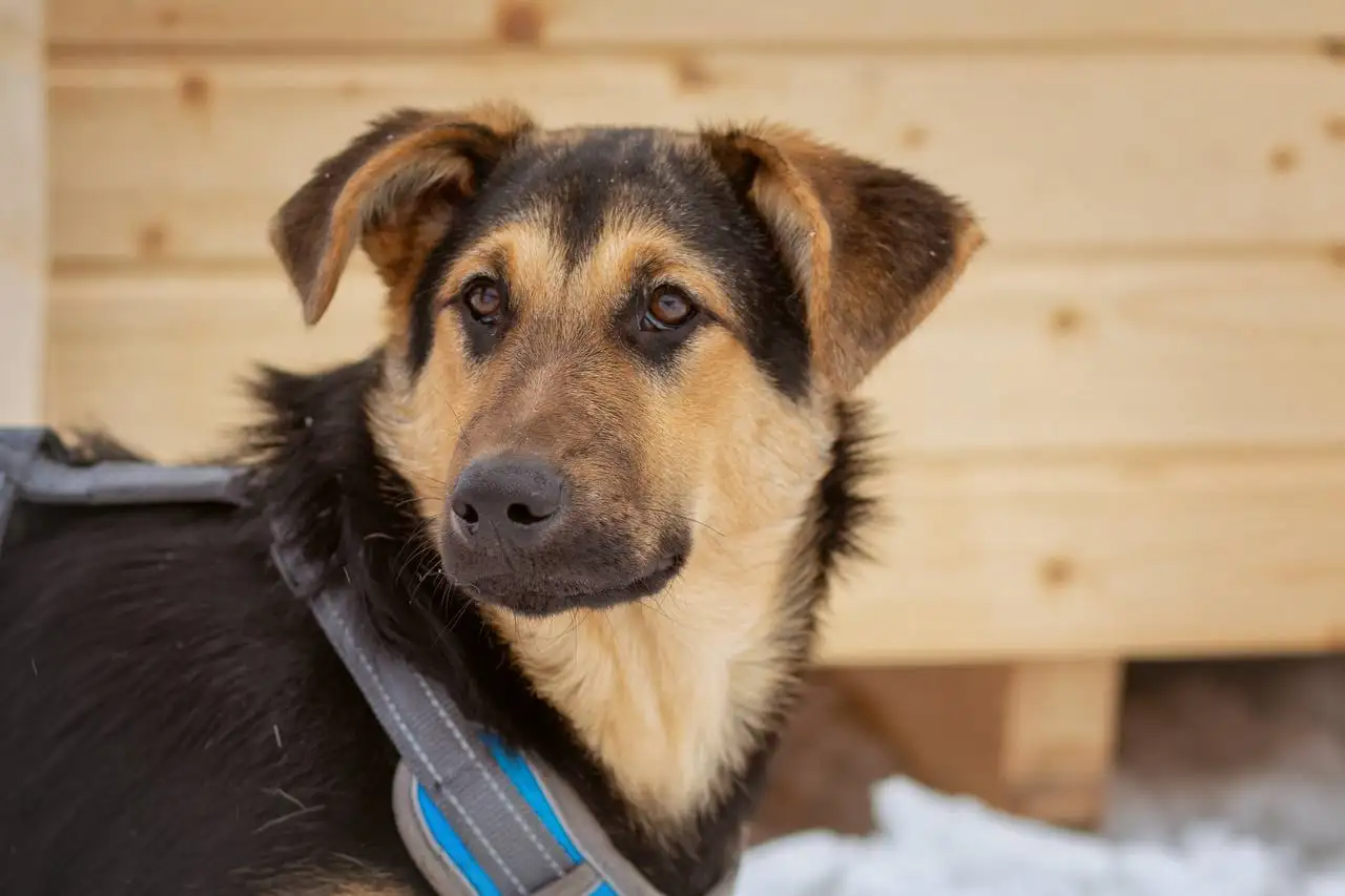 Щенок Чупа ищет дом в Яхроме - Собаки (Животные) в Яхрома
