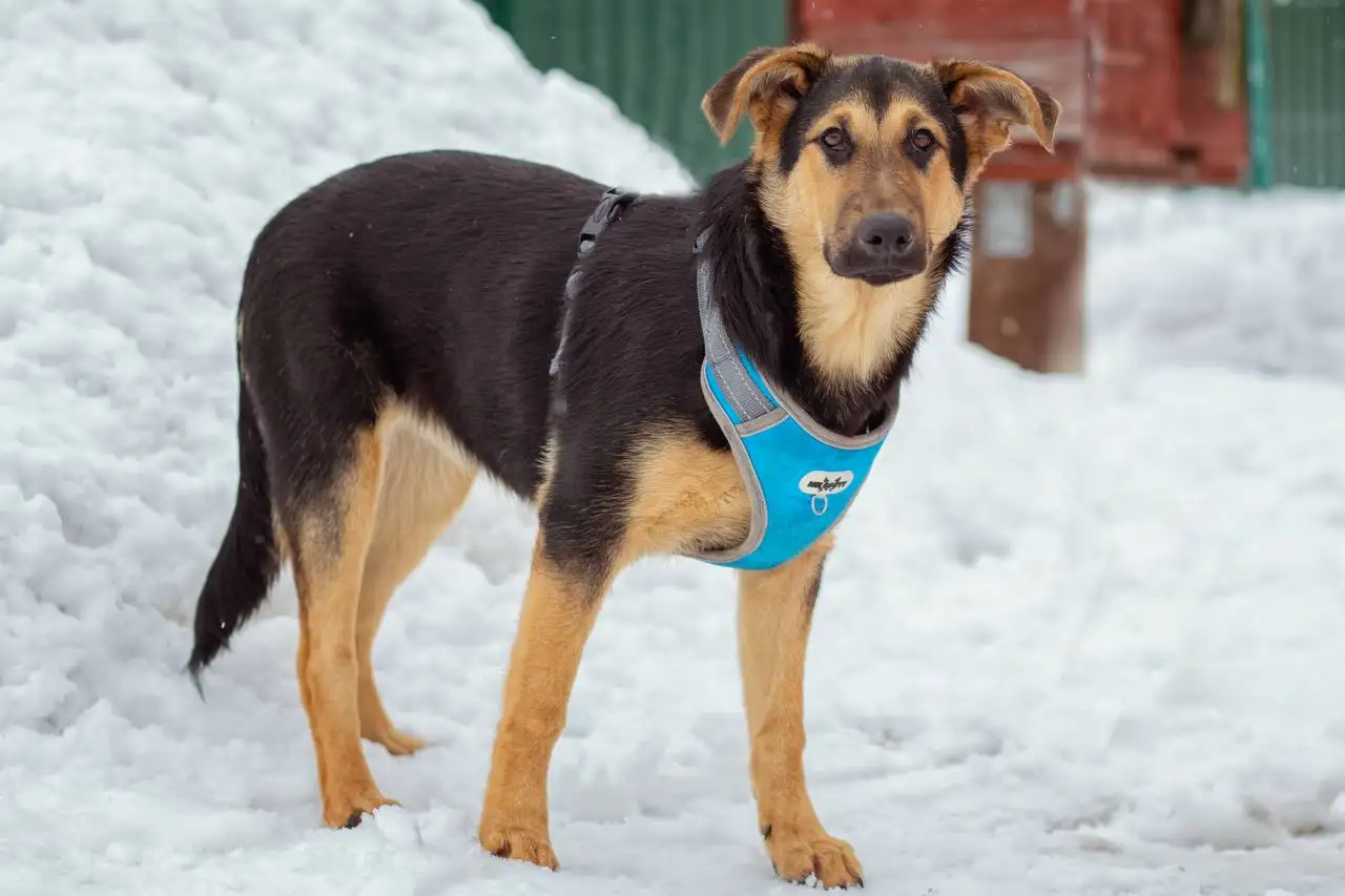 Щенок Чупа ищет дом в Яхроме - Собаки (Животные) в Яхрома