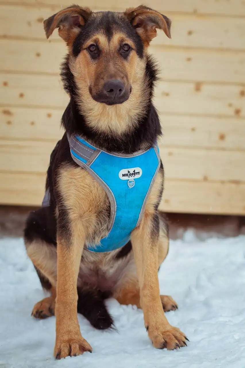 Щенок Чупа ищет дом в Яхроме - Собаки (Животные) в Яхрома